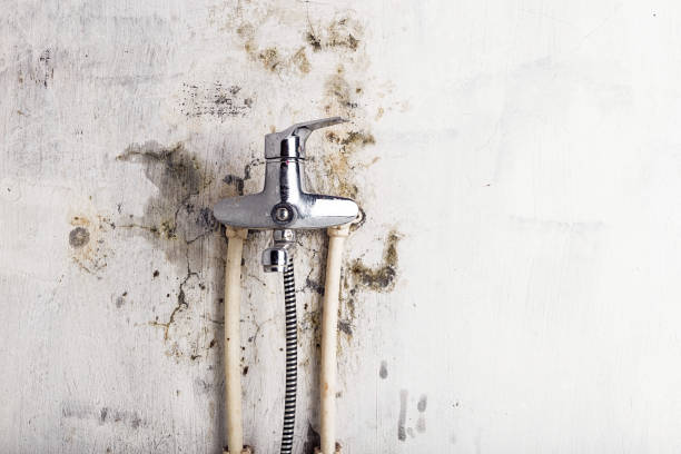 Best Basement Mold Remediation in Sneads, FL