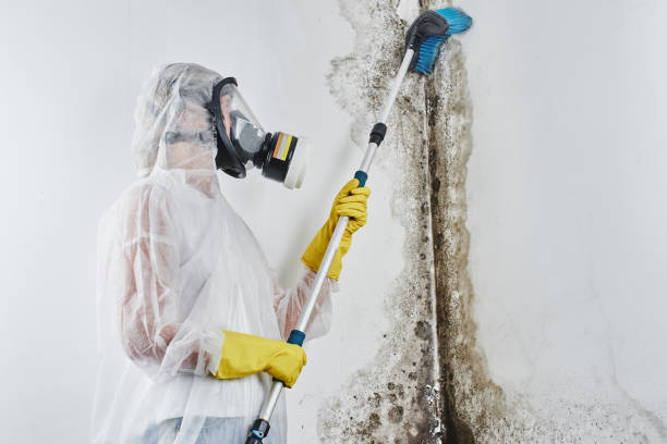 Best Post-Flood Mold Remediation in Sneads, FL